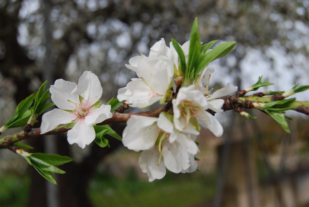 Finca Son Vivot Buitenkant foto